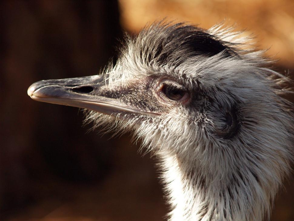 Free Image of Ostrich Head 