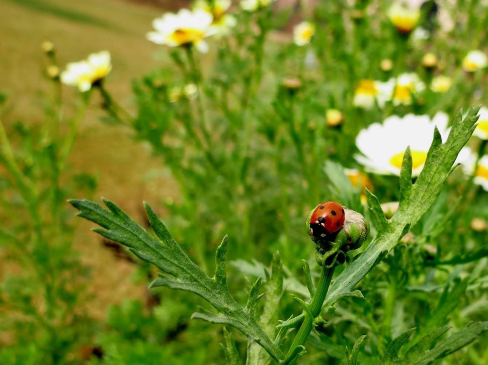 Free Image of Ladybird beetle on Leaf  