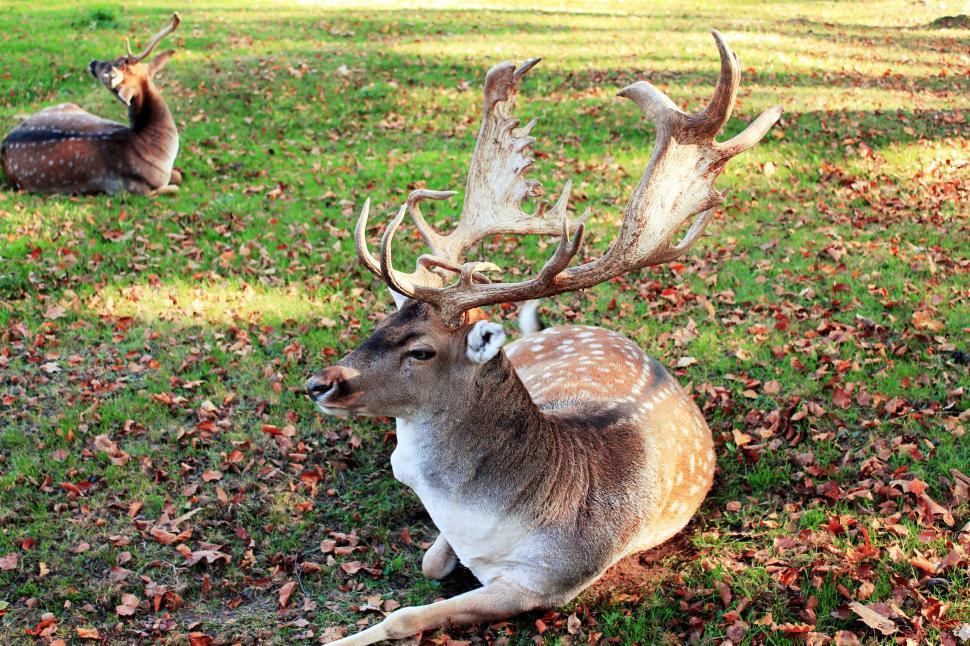 Free Image of Two Deer  