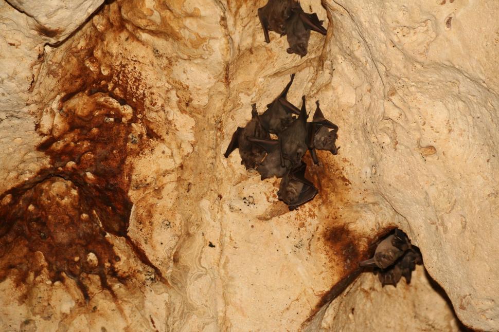 Free Image of Colony Of Bats  