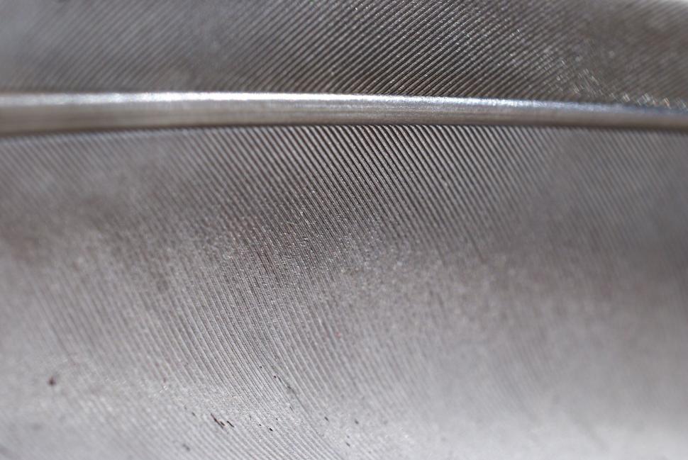 Free Image of Pigeon feather 