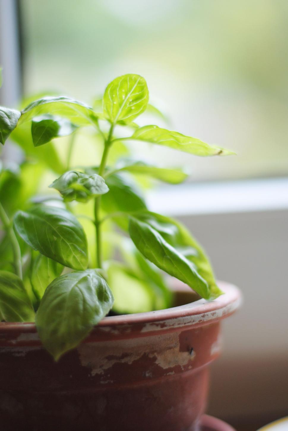 Free Image of Basil Houseplant - Indoors  