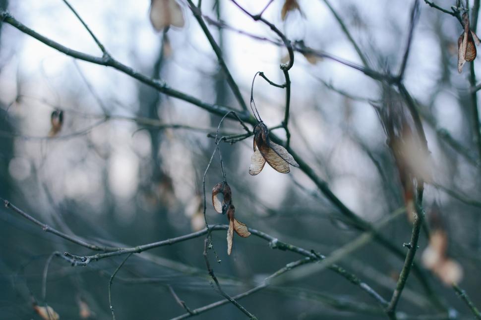 Free Image of Frozen Leaves  