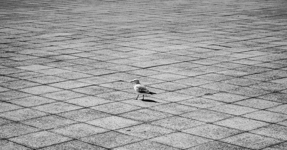 Free Image of Bird on ground  