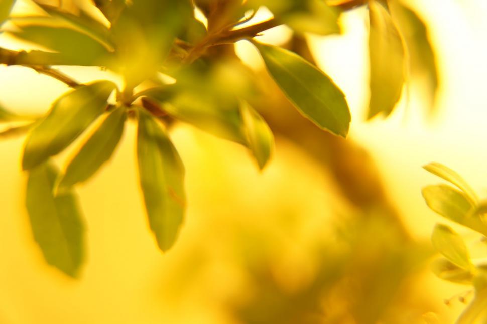 Free Image of Sunlight on Ilex aquifolium leaves  