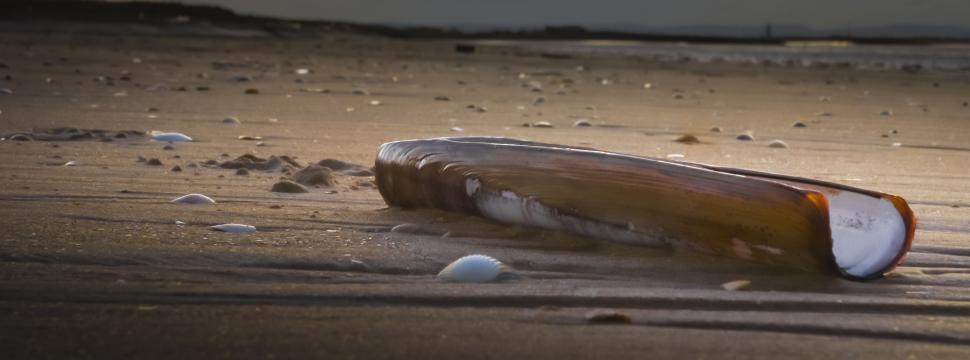 Free Image of Pacific razor clam 