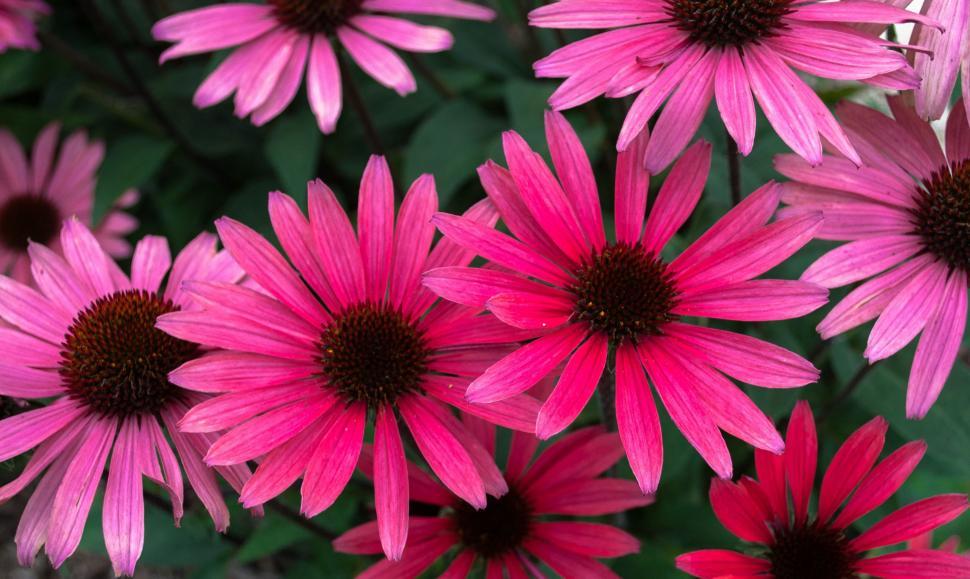 Free Image of Echinacea Flowers 