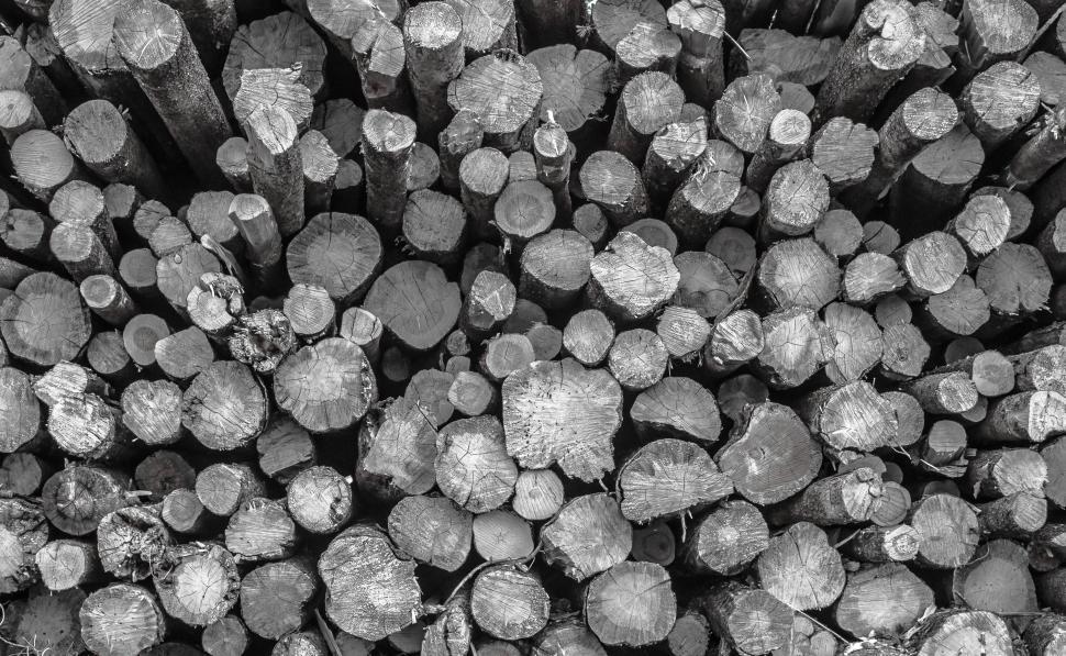 Free Image of Wooden logs - Black and White  