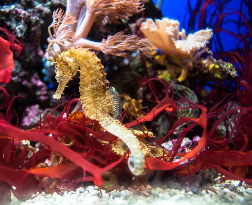 Free Image of Seahorse 