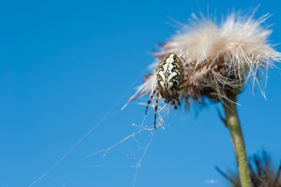 Free Image of Spider web against sky  