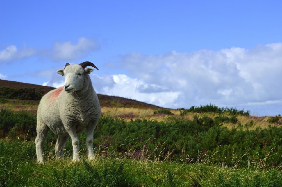 Free Image of One White Sheep 