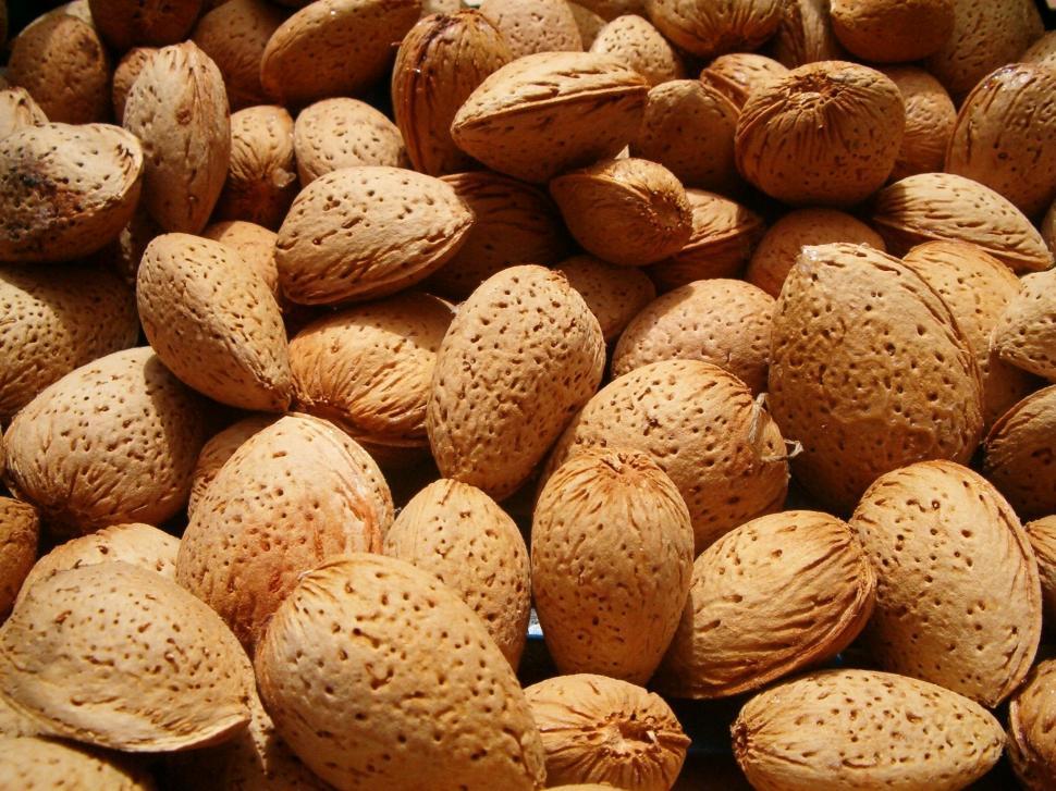 Free Image of Almonds (Prunus dulcis) 