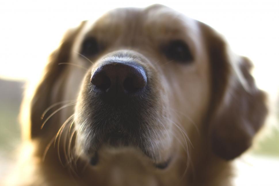 Free Image of Golden Retriever (Dog)  