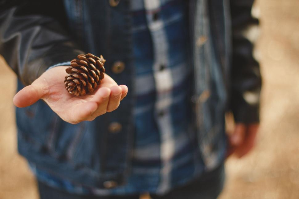 Free Image of Small pine cone on palm  