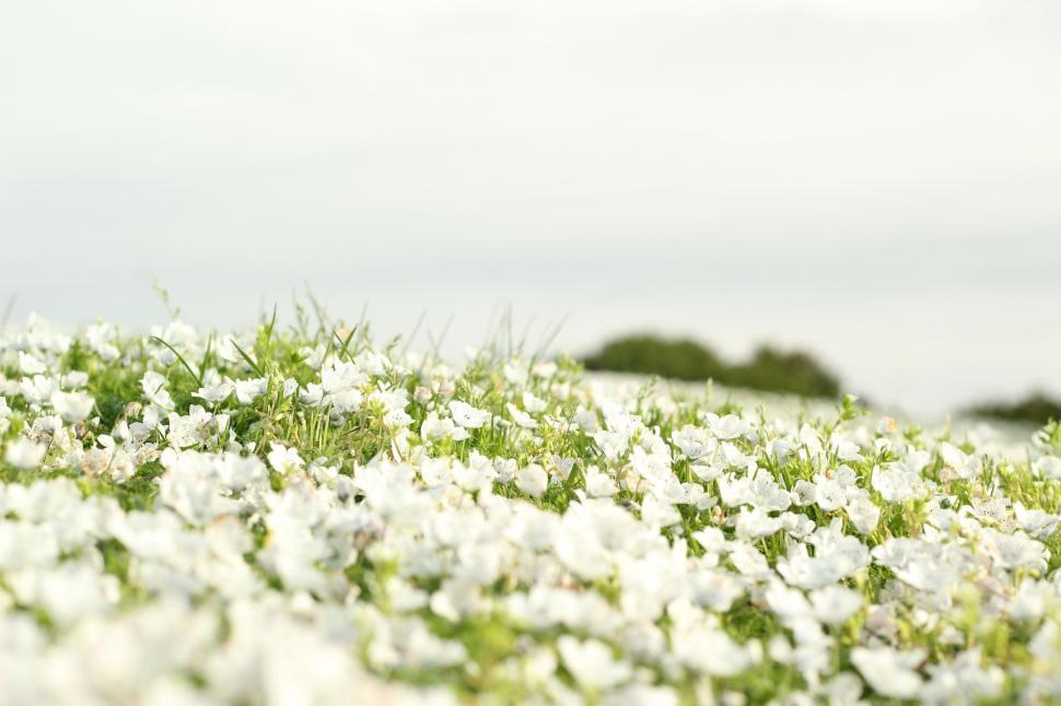 Free Image of White lily flower garden 