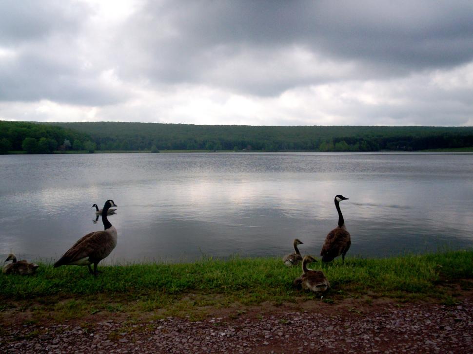 Free Image of Geese on a cloudy day 