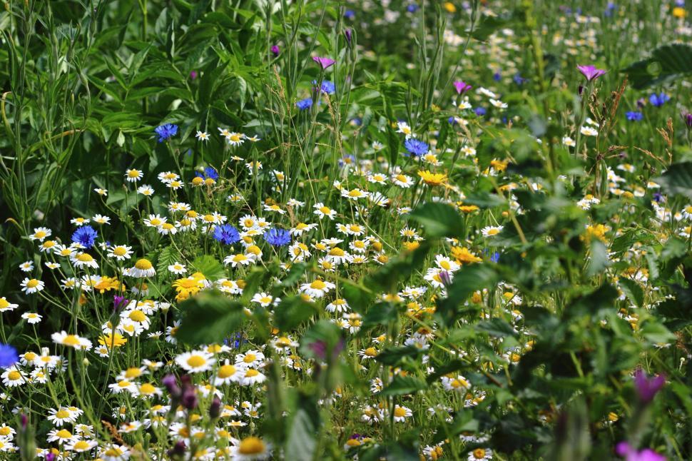 Free Image of Wild flowers 