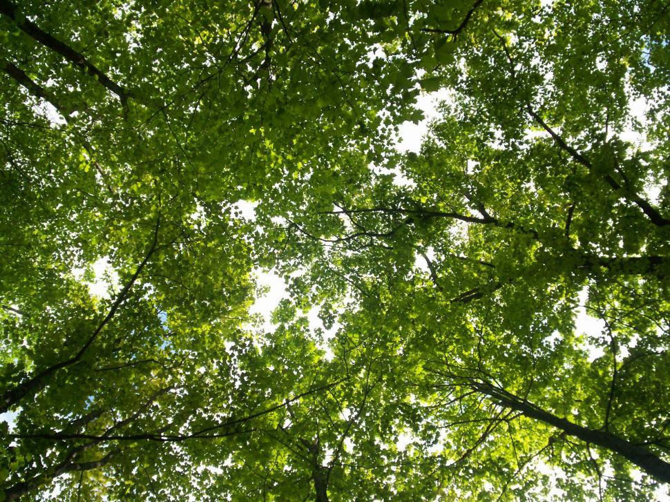 Free Image of Trees 