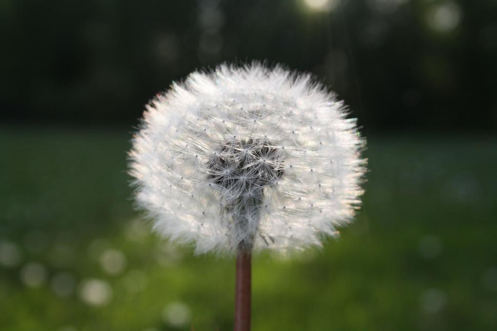 Free Image of Dandelion 