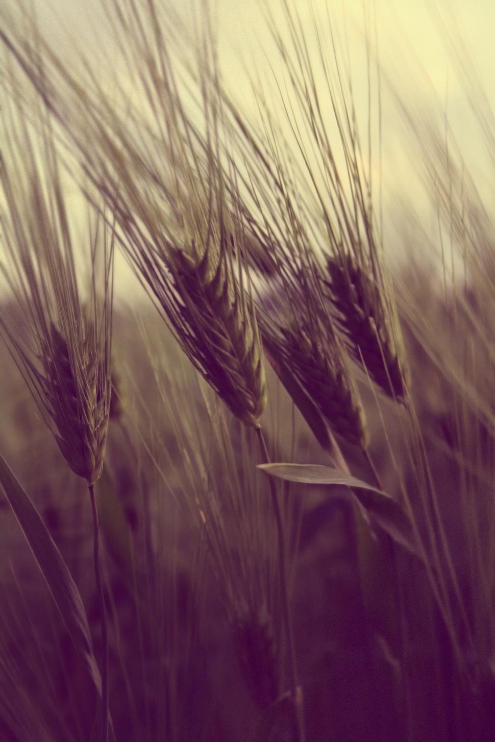 Free Image of Rice crop 