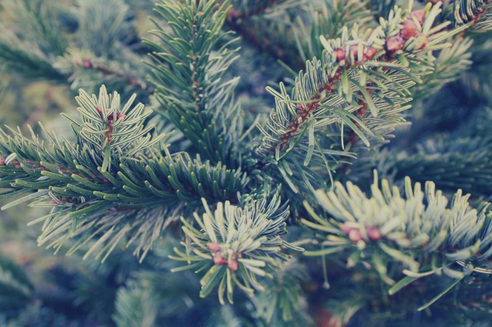 Free Image of Fir Tree Needles  