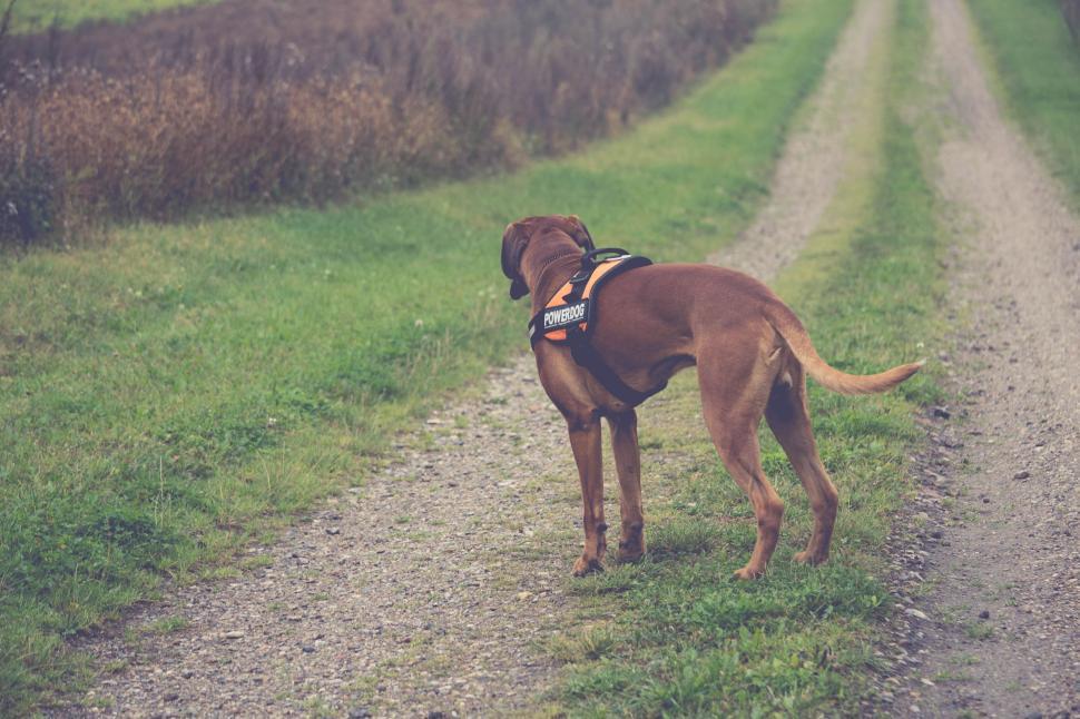 Free Image of Boxer Dog  