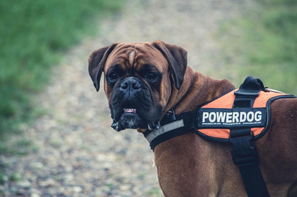 Free Image of Cane Corso Dog  