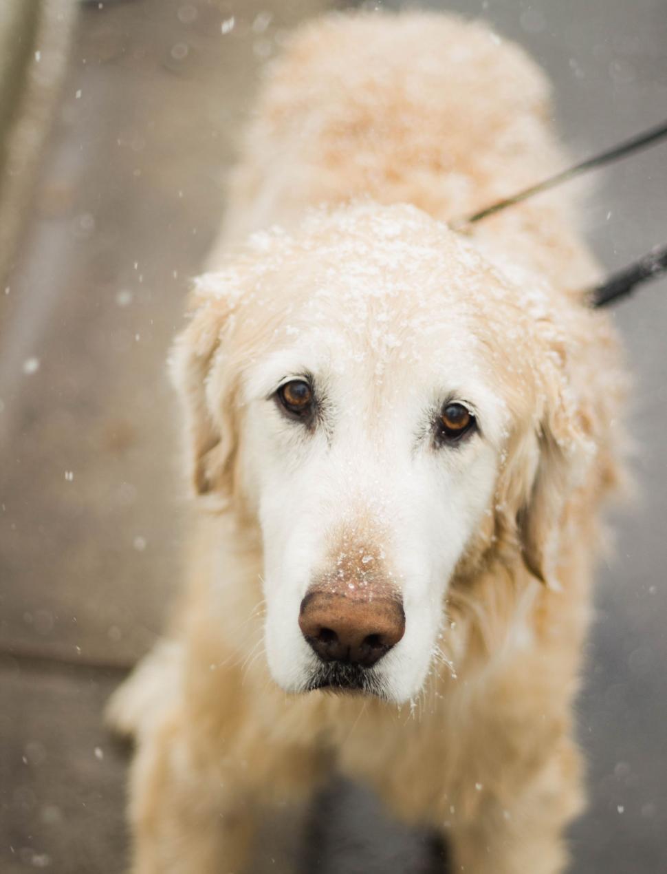 Free Image of Golden Retriever (Dog) and Snow Flakes  