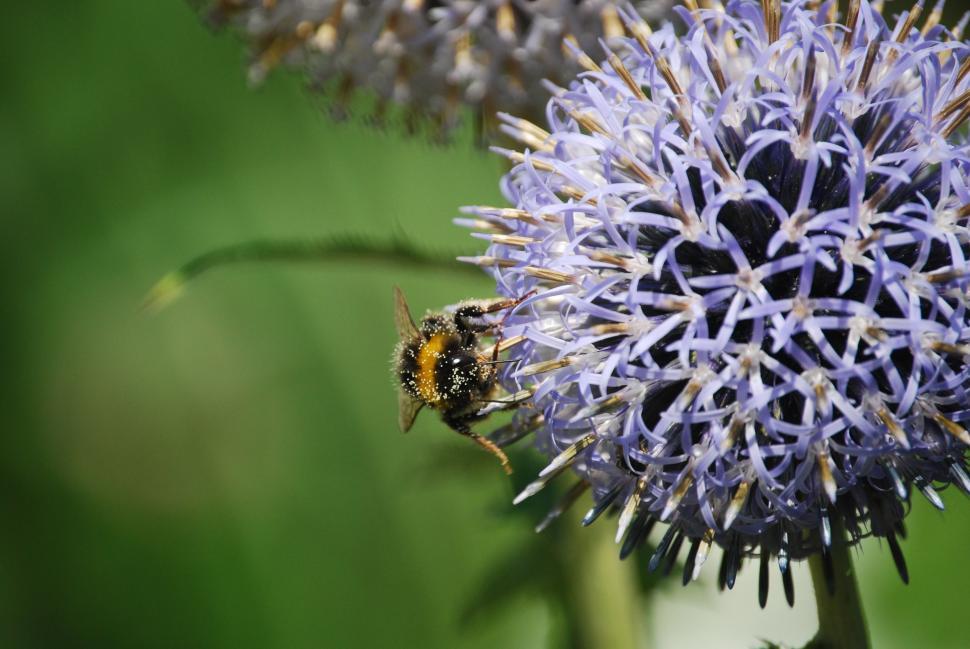 Free Image of Bumblebee (insect) 