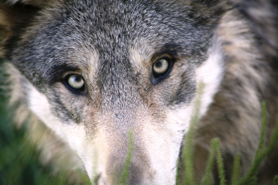 Free Image of Wolf eyes  