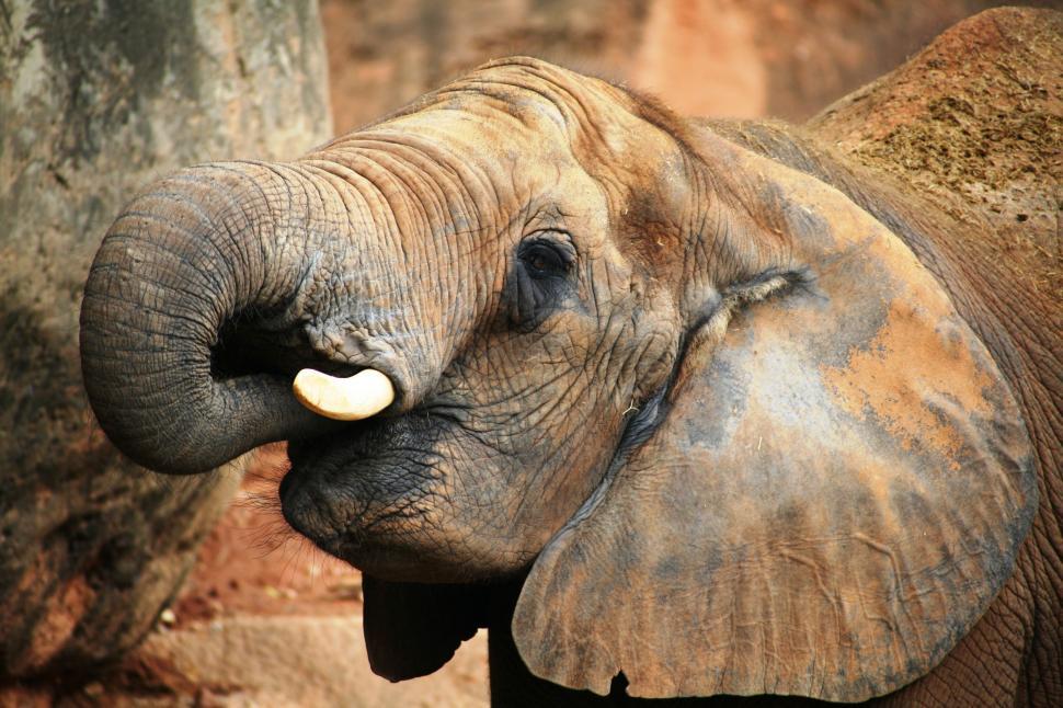 Free Image of Baby Elephant  