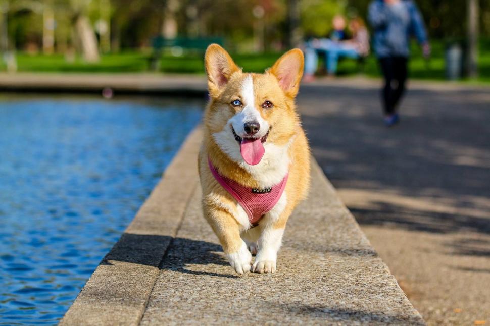 Free Image of Pembroke Welsh Corgi 