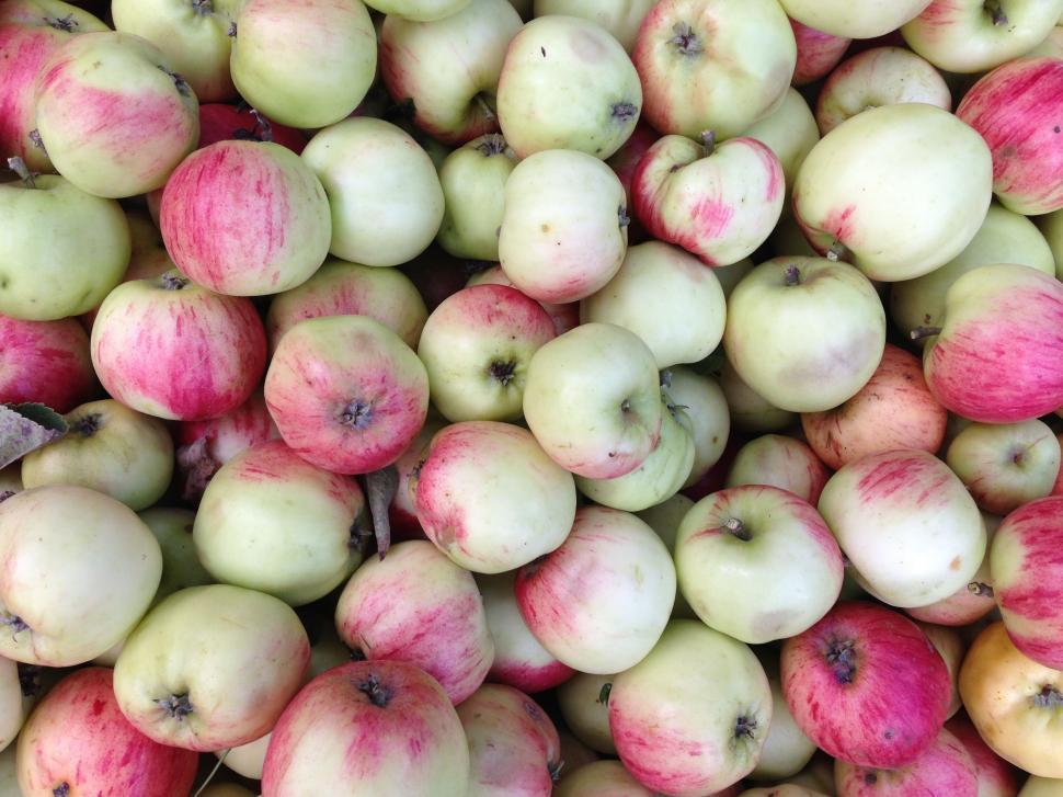 Free Image of Red Green Apples - Harvest time  