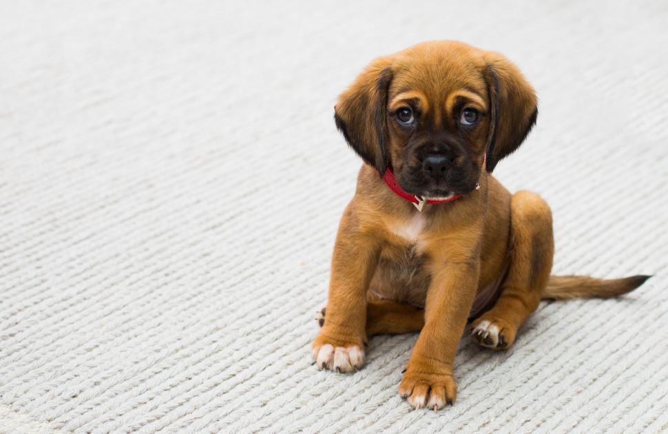 Free Image of Puppy Pug 