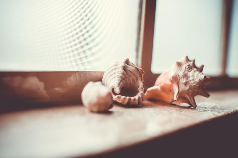 Free Image of Shankha Shells  