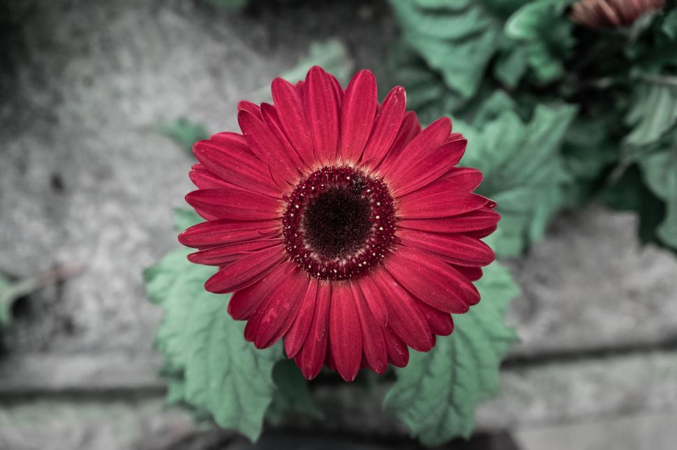 Free Image of Red Gerbera 