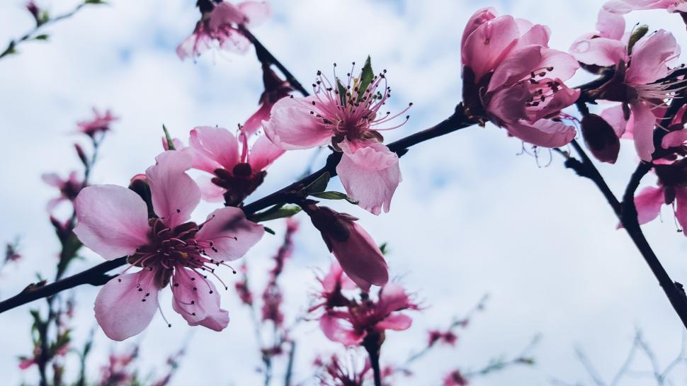 Free Image of Aromatic pink flowers 