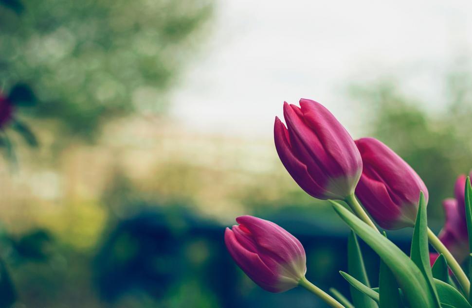 Free Image of Red Tulips  