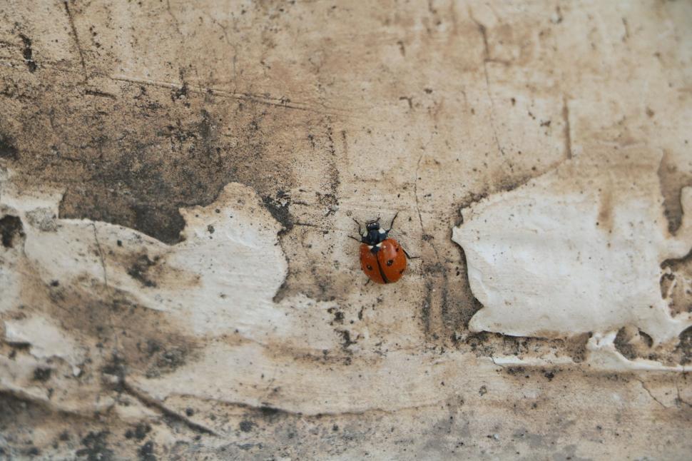 Free Image of Ladybird beetle 