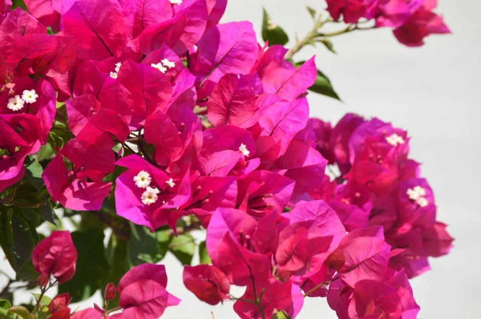 Free Image of Bougainvillea flowers 