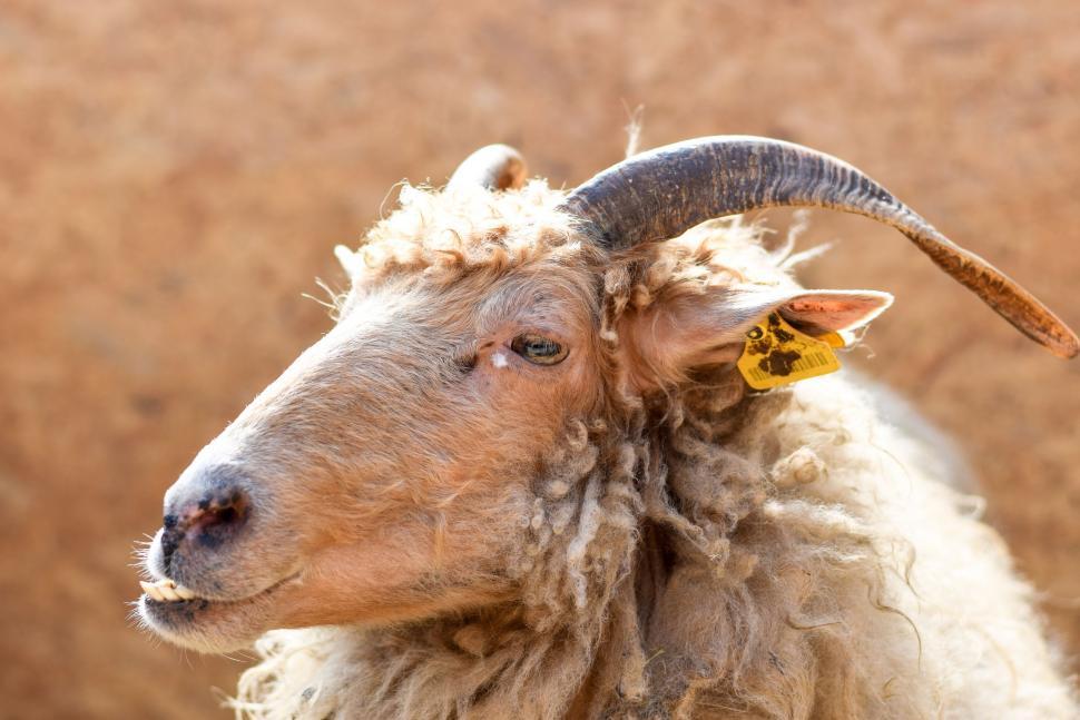 Free Image of Goat horns 