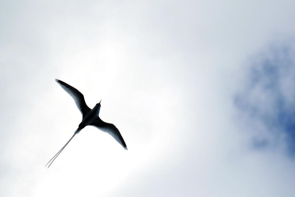 Free Image of Flying Seagull 