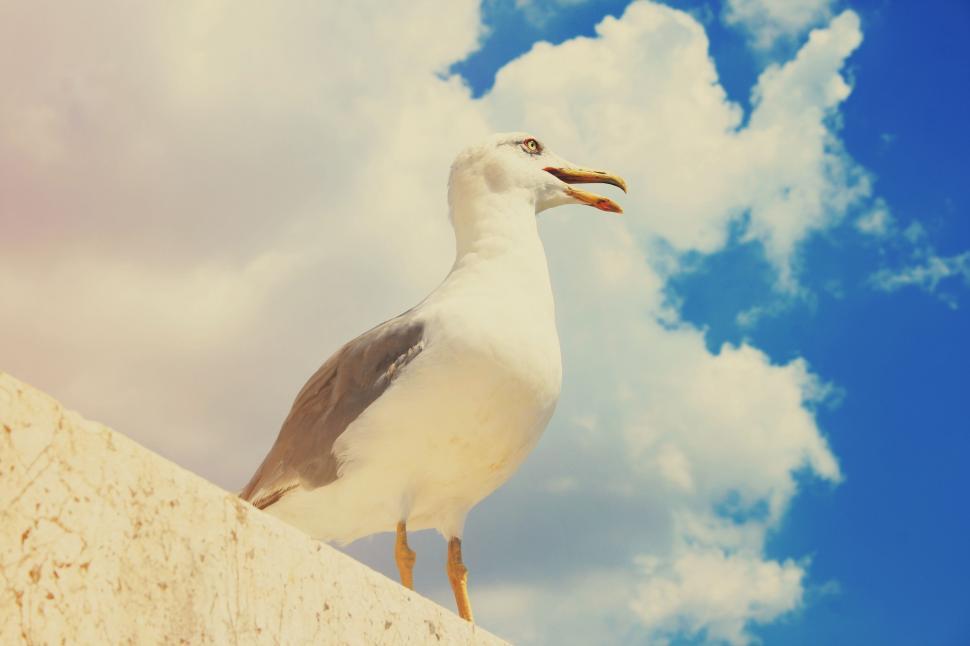 Free Image of Large white-headed gull with yellow beak  
