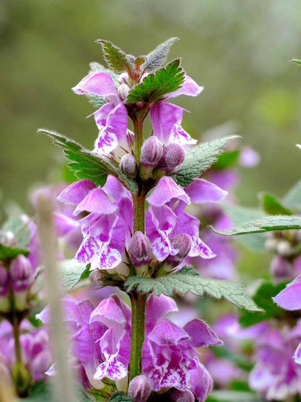 Free Image of Pink Wild Flowers  