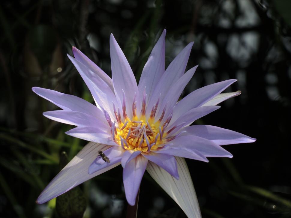 Free Image of White Flower  