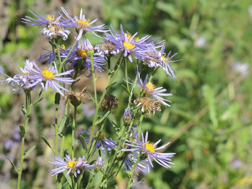 Free Image of Flowers and Grass  