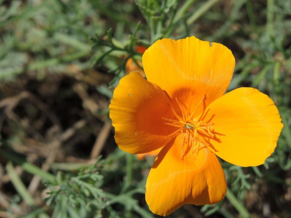 Free Image of Orange Flower  