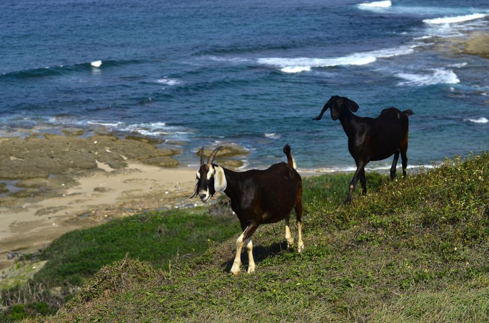 Free Image of Two Goats  