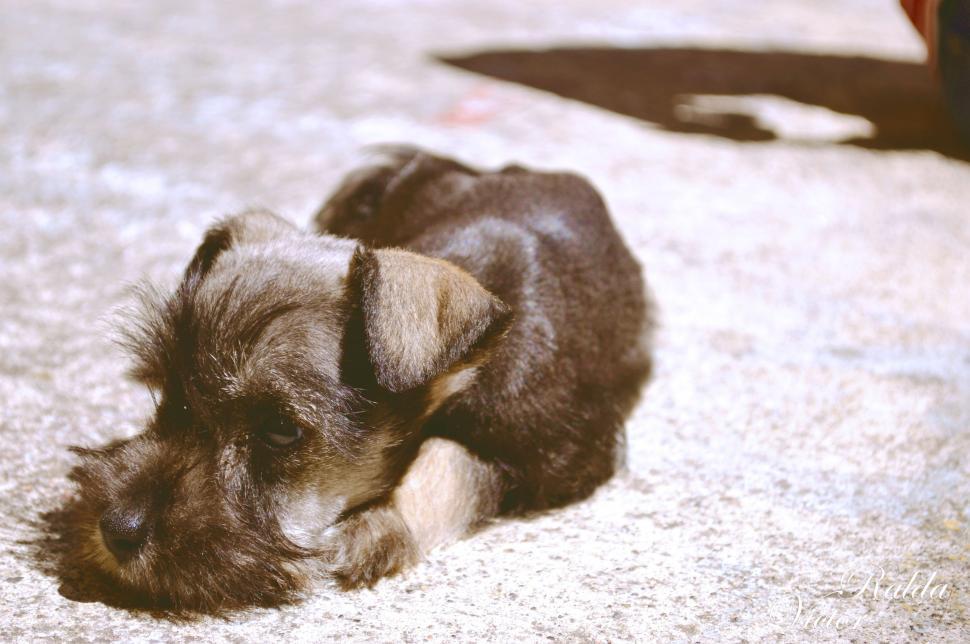 Free Image of Schnauzer Dog  