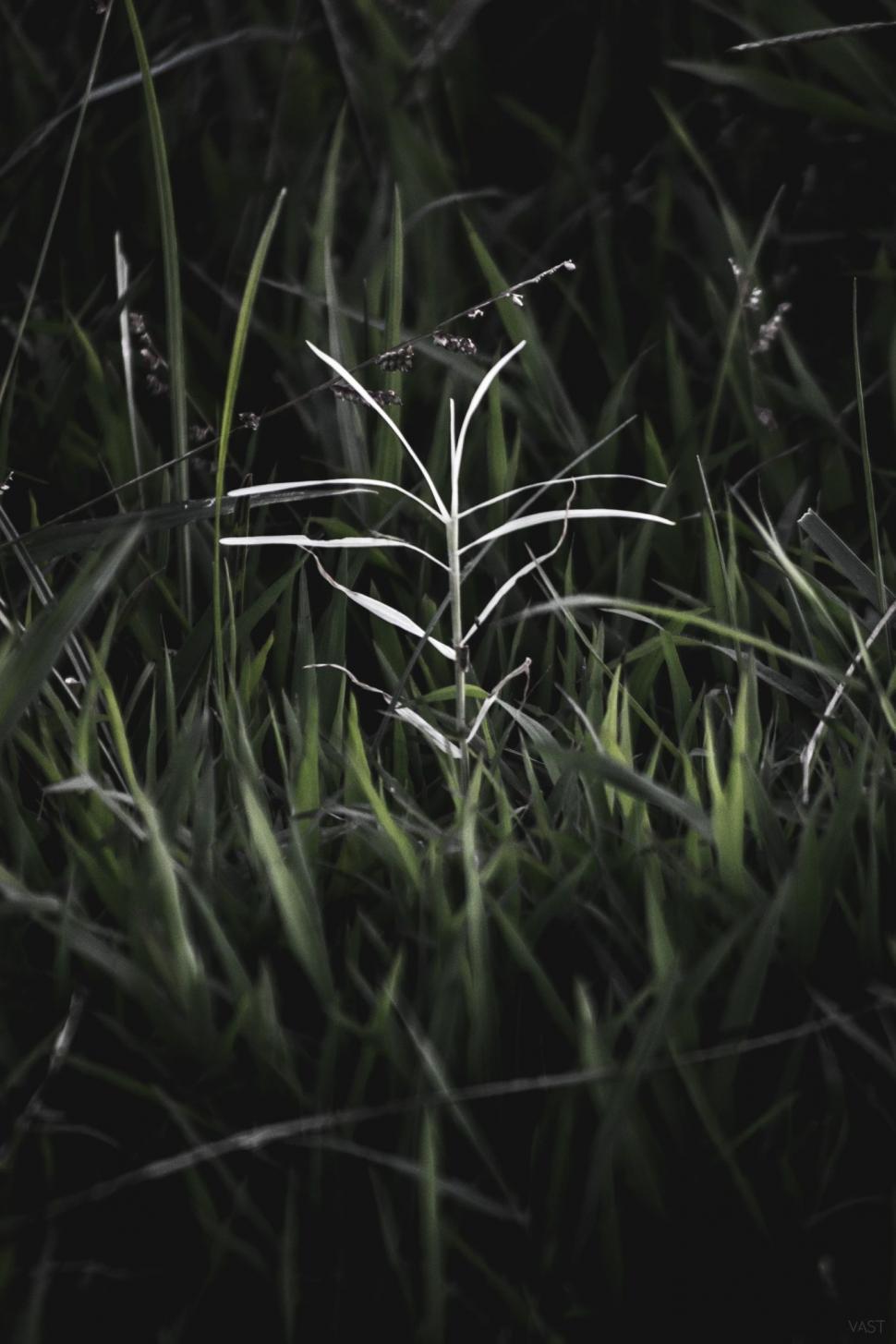 Free Image of Green Field  